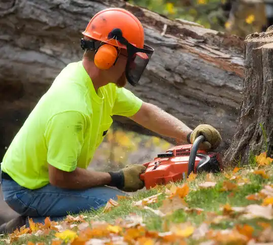 tree services Belgrade